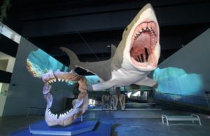 Museo de la Evolución resguarda colección científica más importantes del estado