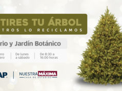Colecta BUAP árboles de Navidad para elaboración de composta