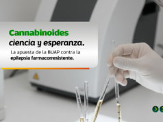 Estudian en la BUAP cannabinoides para tratamiento de epilepsia