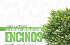 Trabaja BUAP para la conservación de encinos en México y América Central