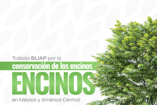 Trabaja BUAP para la conservación de encinos en México y América Central