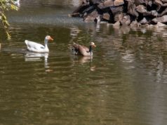 Lago IBERO Puebla, un refugio clave para la biodiversidad poblana