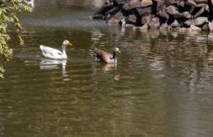 Lago IBERO Puebla, un refugio clave para la biodiversidad poblana