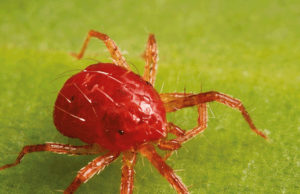 Proponen en la BUAP utilizar la Física para proteger cultivos prioritarios