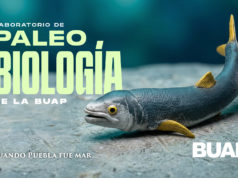 Laboratorio de Paleobiología de la BUAP, evidencia de vida del pasado para interpretar el presente y vislumbrar un futuro