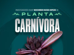 Investigadores BUAP descubren nueva especie de planta carnívora