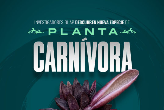 Investigadores BUAP descubren nueva especie de planta carnívora